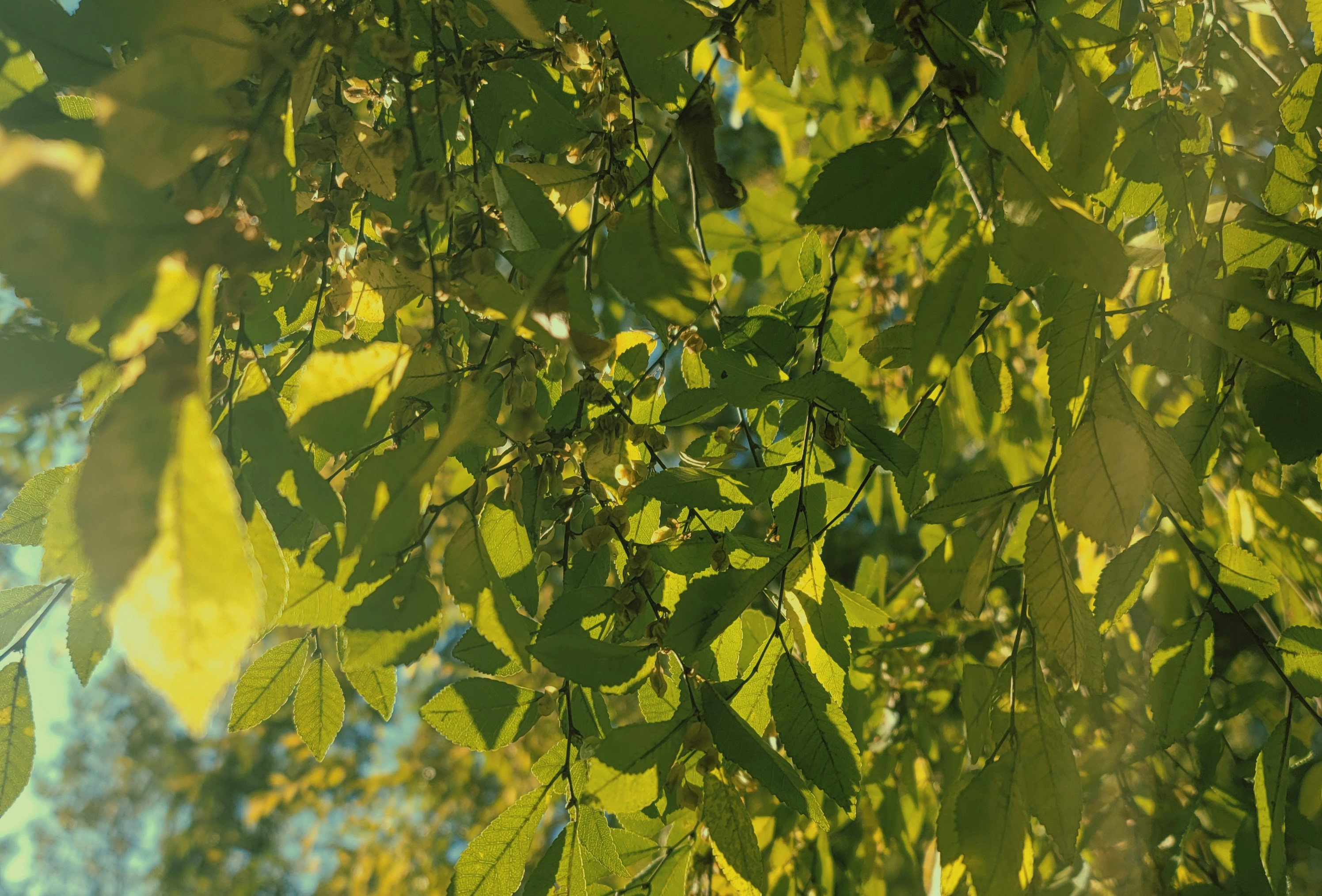 Photo by sunfish_sun