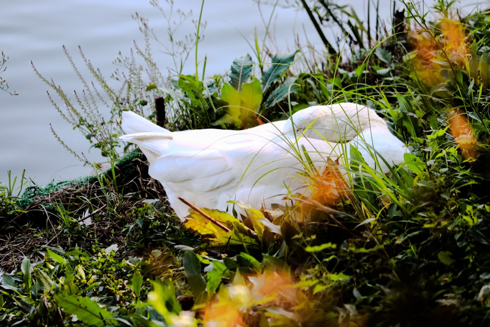 a white bird sitting on top of a lush green field