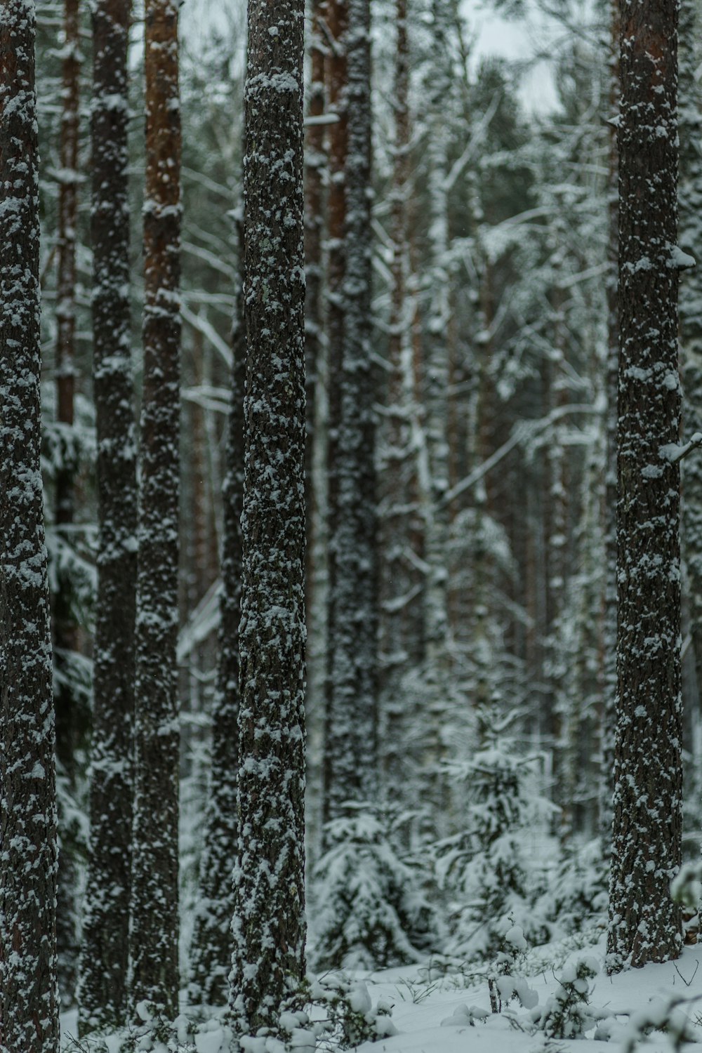 a forest filled with lots of tall trees covered in snow