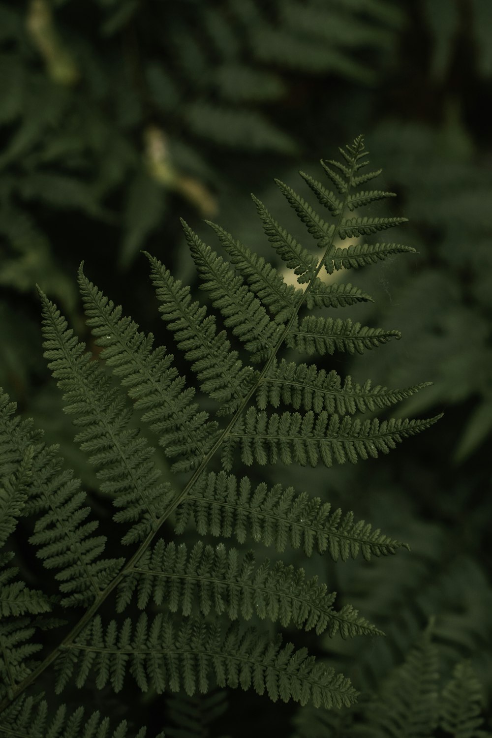 a close up of a green plant with lots of leaves