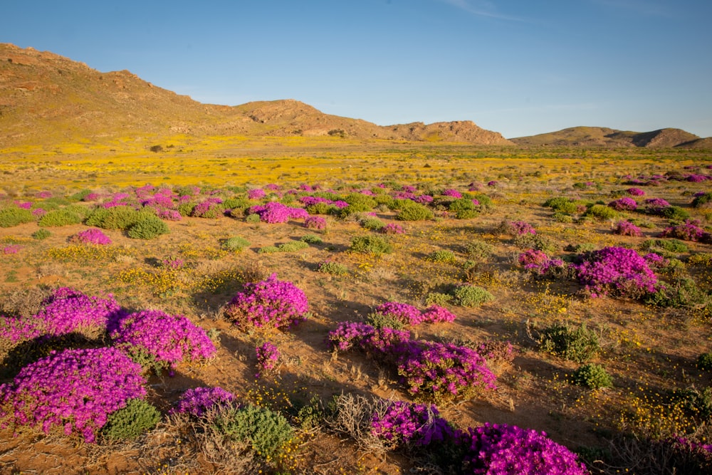 a field of purple flowers in the middle of the desert