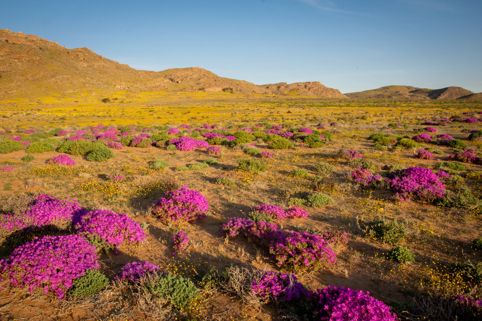 Desierto florido