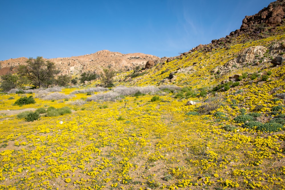 a field full of yellow flowers with mountains in the background