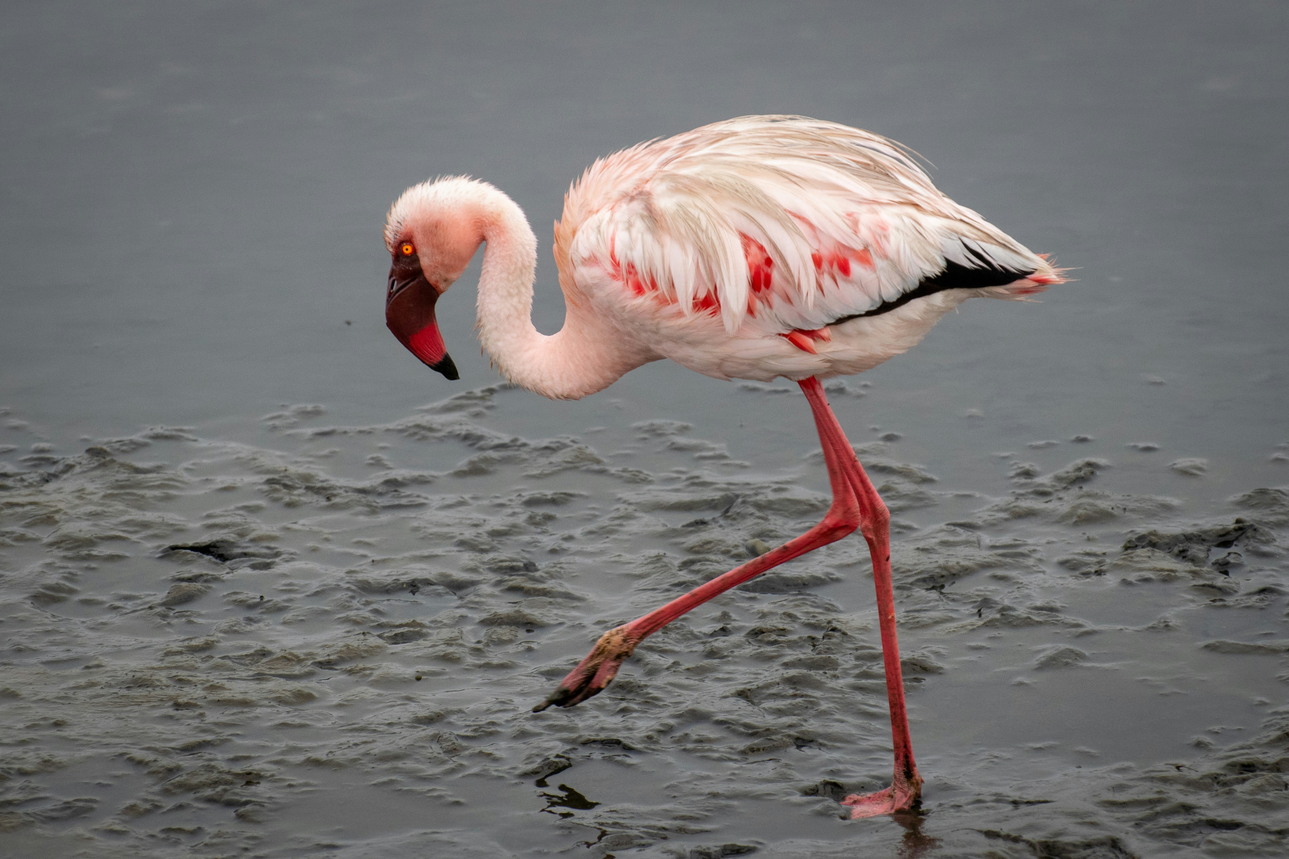 Flamingos Stand on One Leg to Conserve Body Heat (image credits: unsplash)