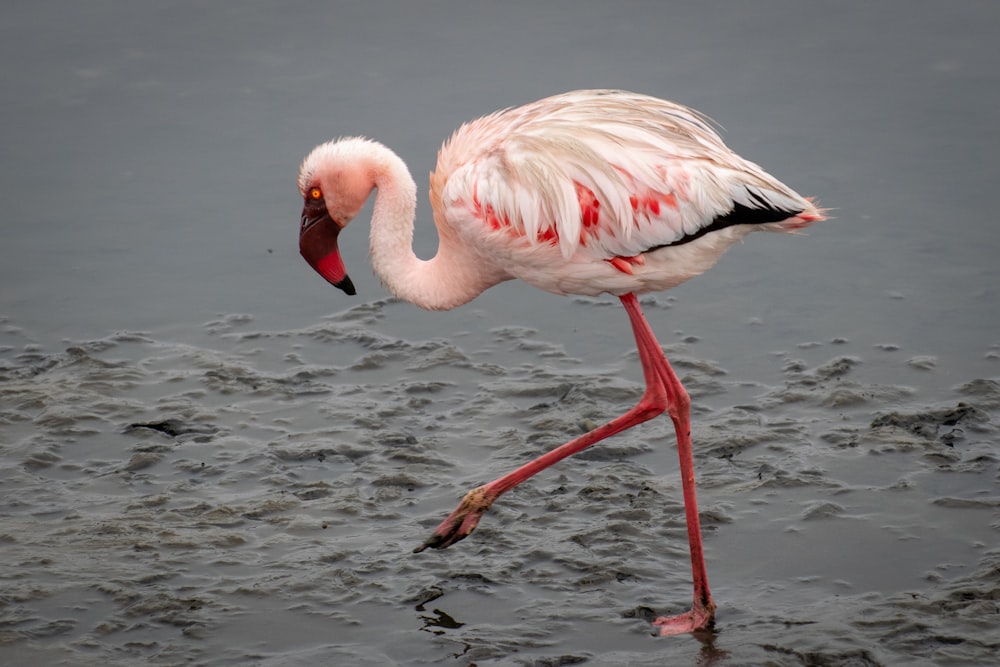 a flamingo standing in a body of water