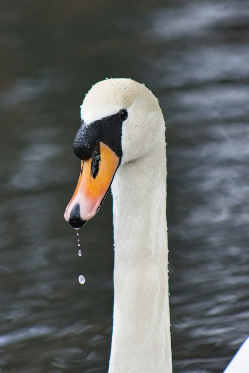 a close up of a swan with a drop of water in its mouth