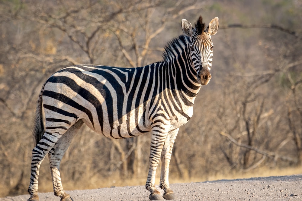 a zebra standing in the middle of a dirt road