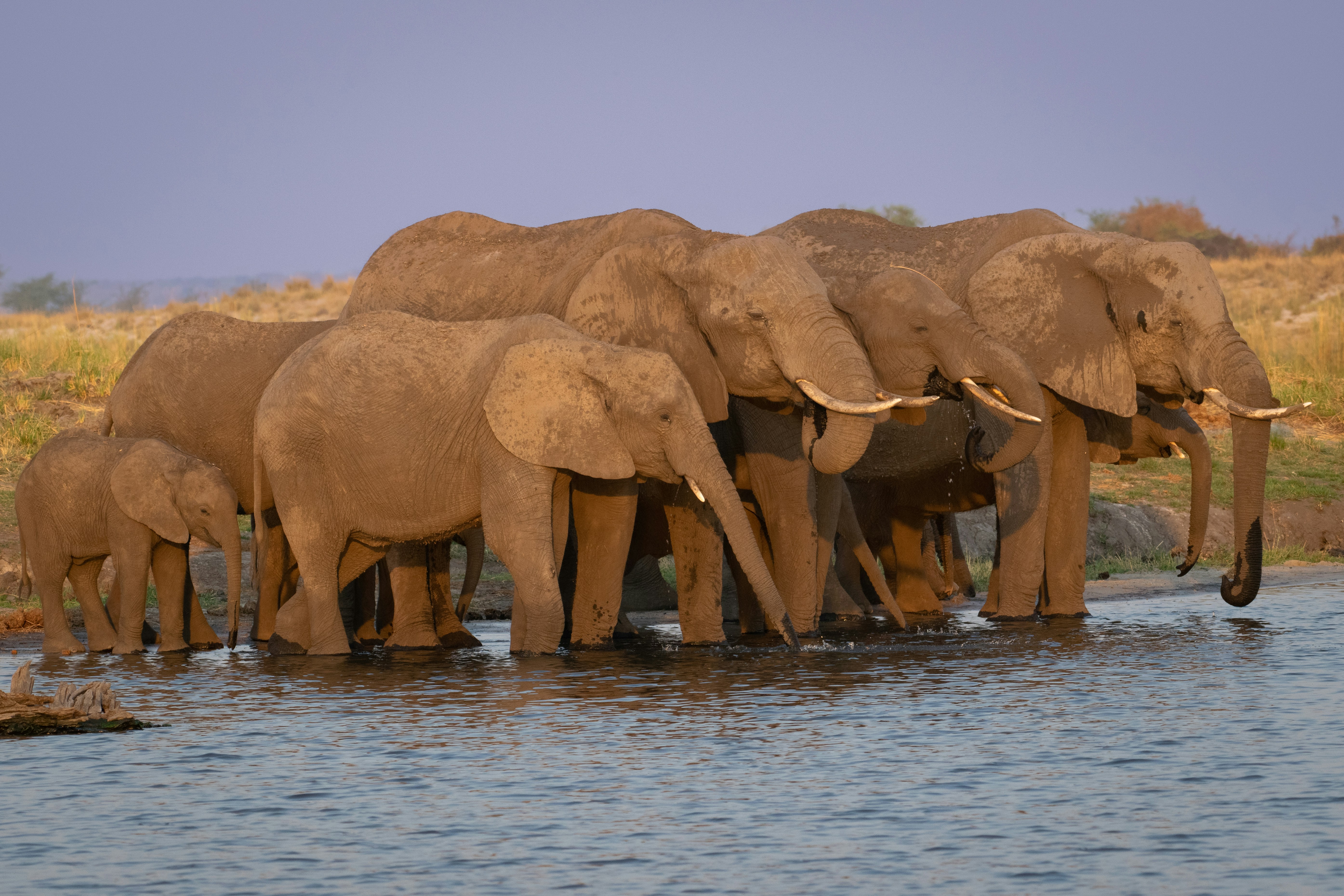 A family of elephants.