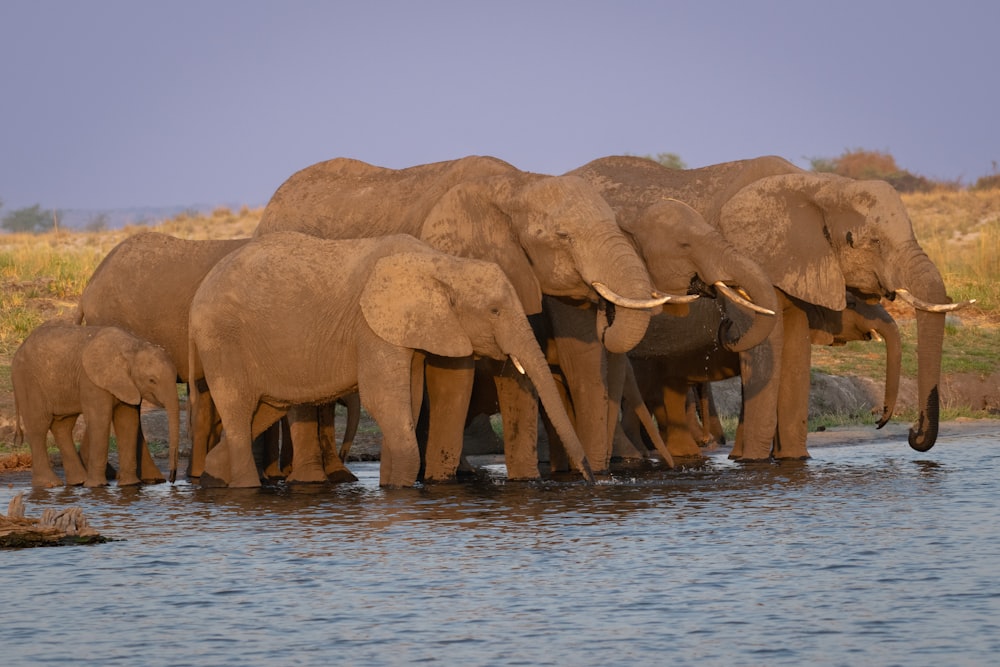 una manada de elefantes de pie en un cuerpo de agua