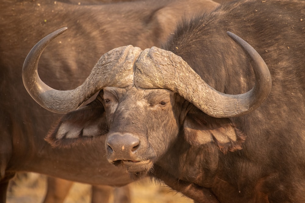 a close up of a bull with large horns