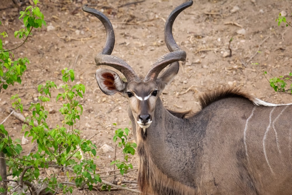 an antelope with large horns standing in the dirt