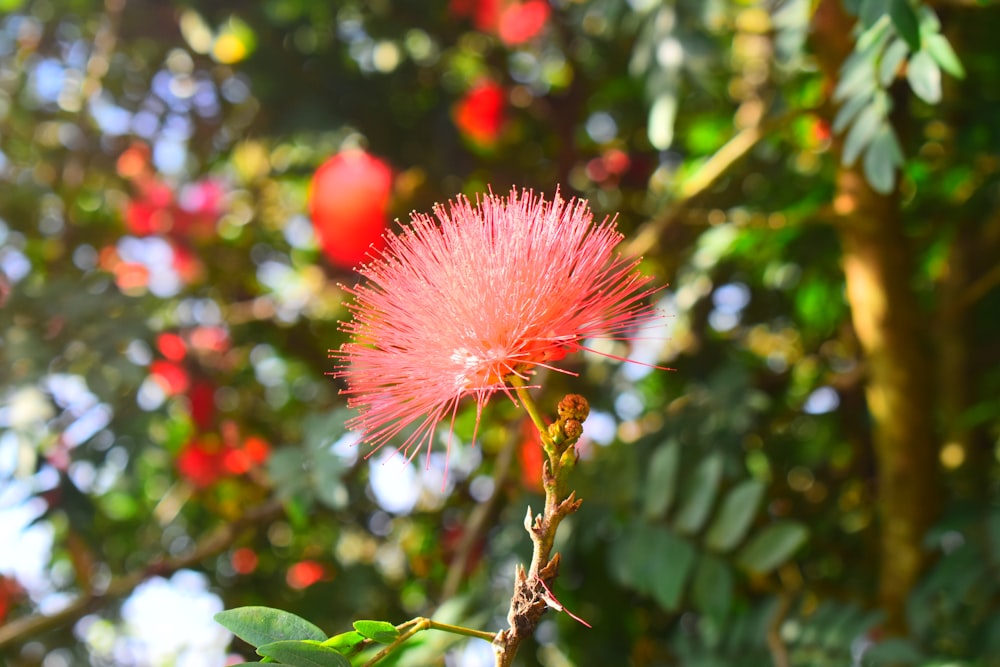 a close up of a pink flower on a tree