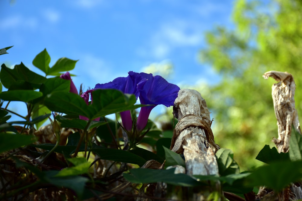 a bird perched on a branch next to a purple flower