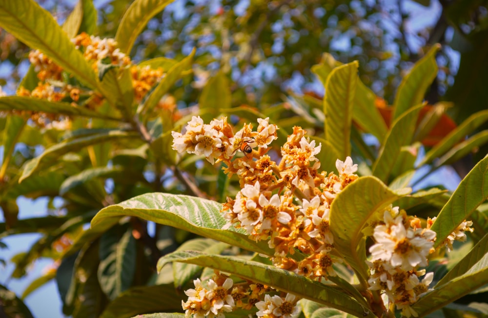 a close up of a bunch of flowers on a tree