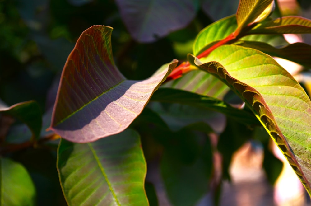 a close up of a leaf on a tree