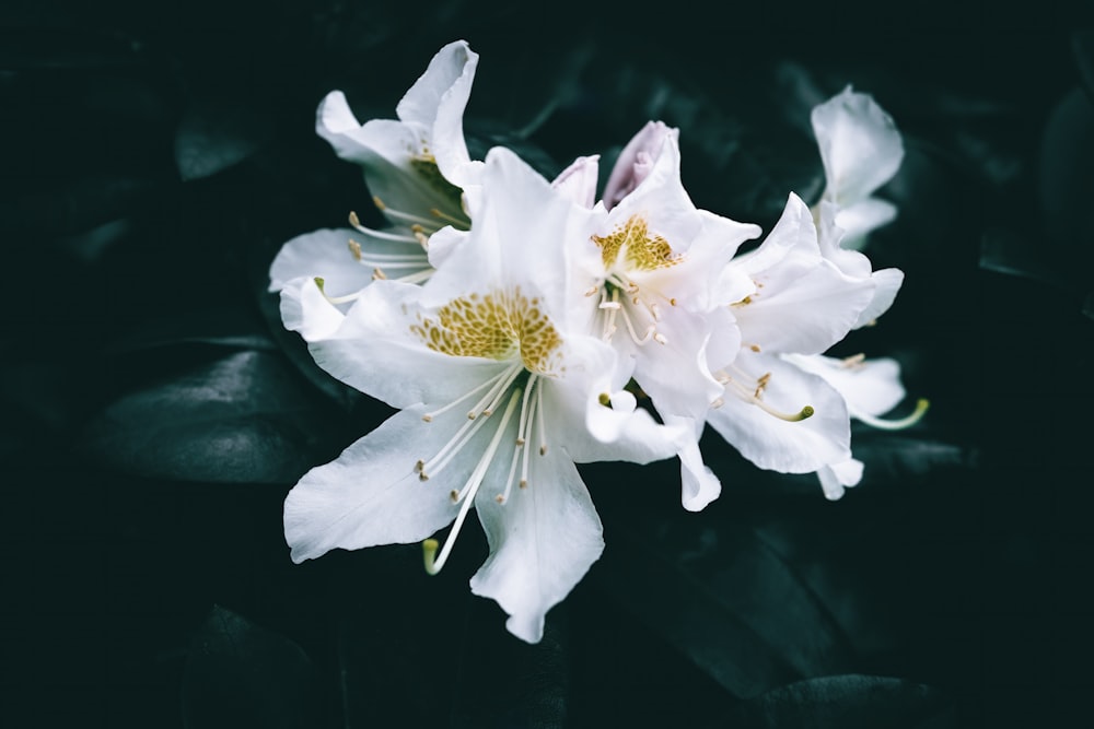 two white flowers with green leaves in the background