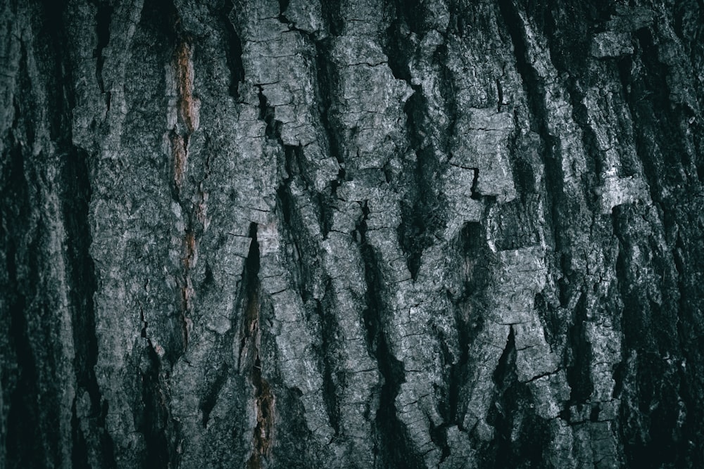 the bark of a tree is black and white