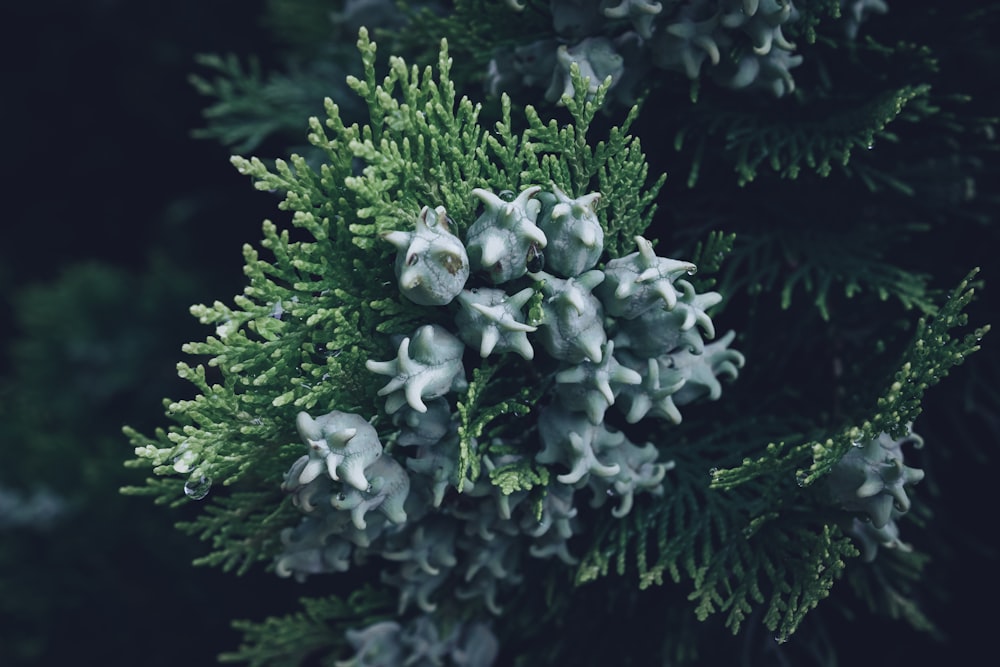 a close up of a green plant with white flowers