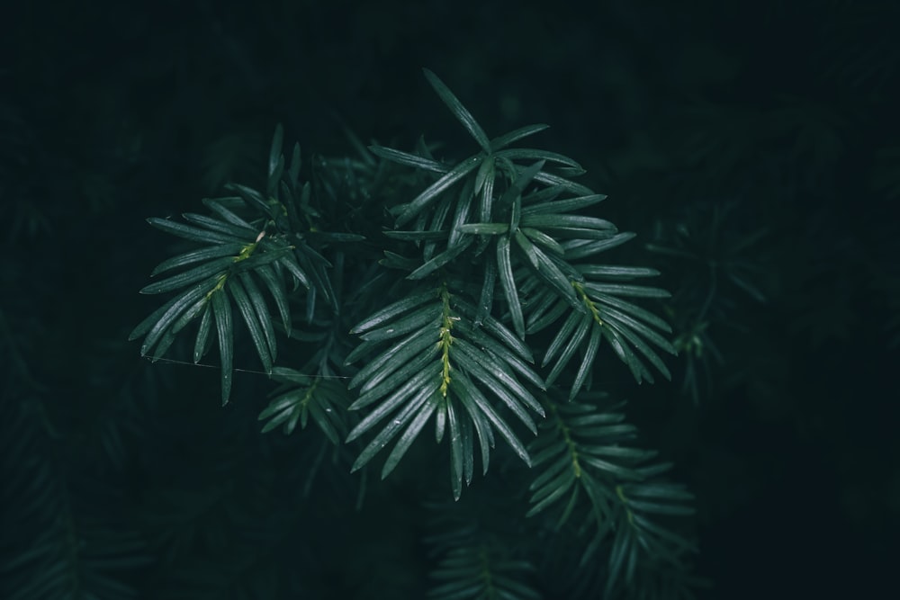 a close up of a tree branch with green leaves