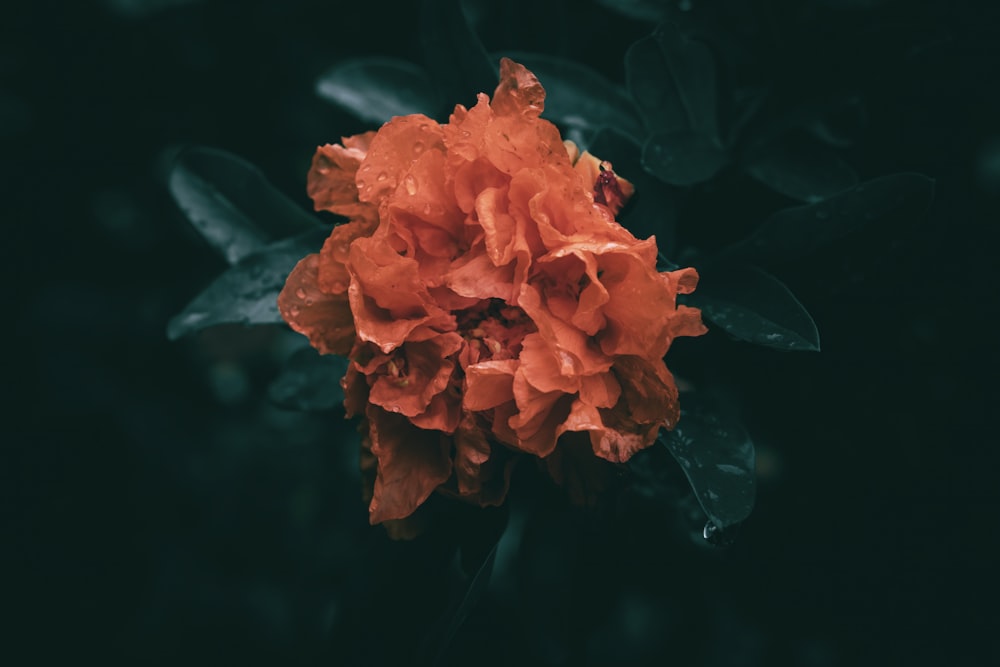 um close up de uma flor laranja em um fundo preto