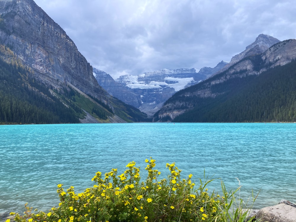 a lake surrounded by mountains with yellow flowers in the foreground