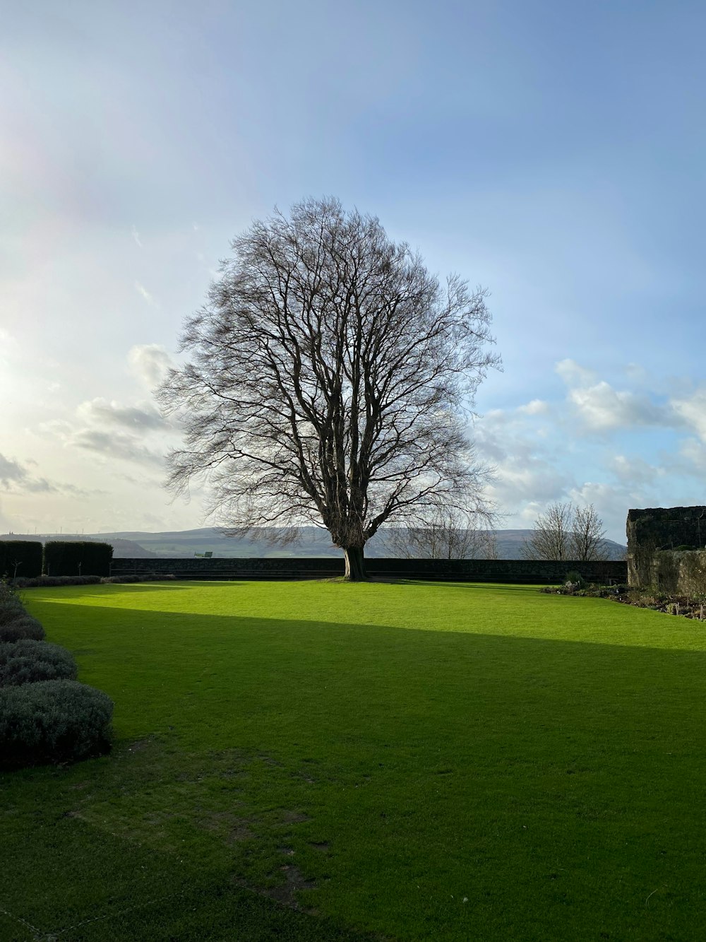 a lone tree in the middle of a grassy field