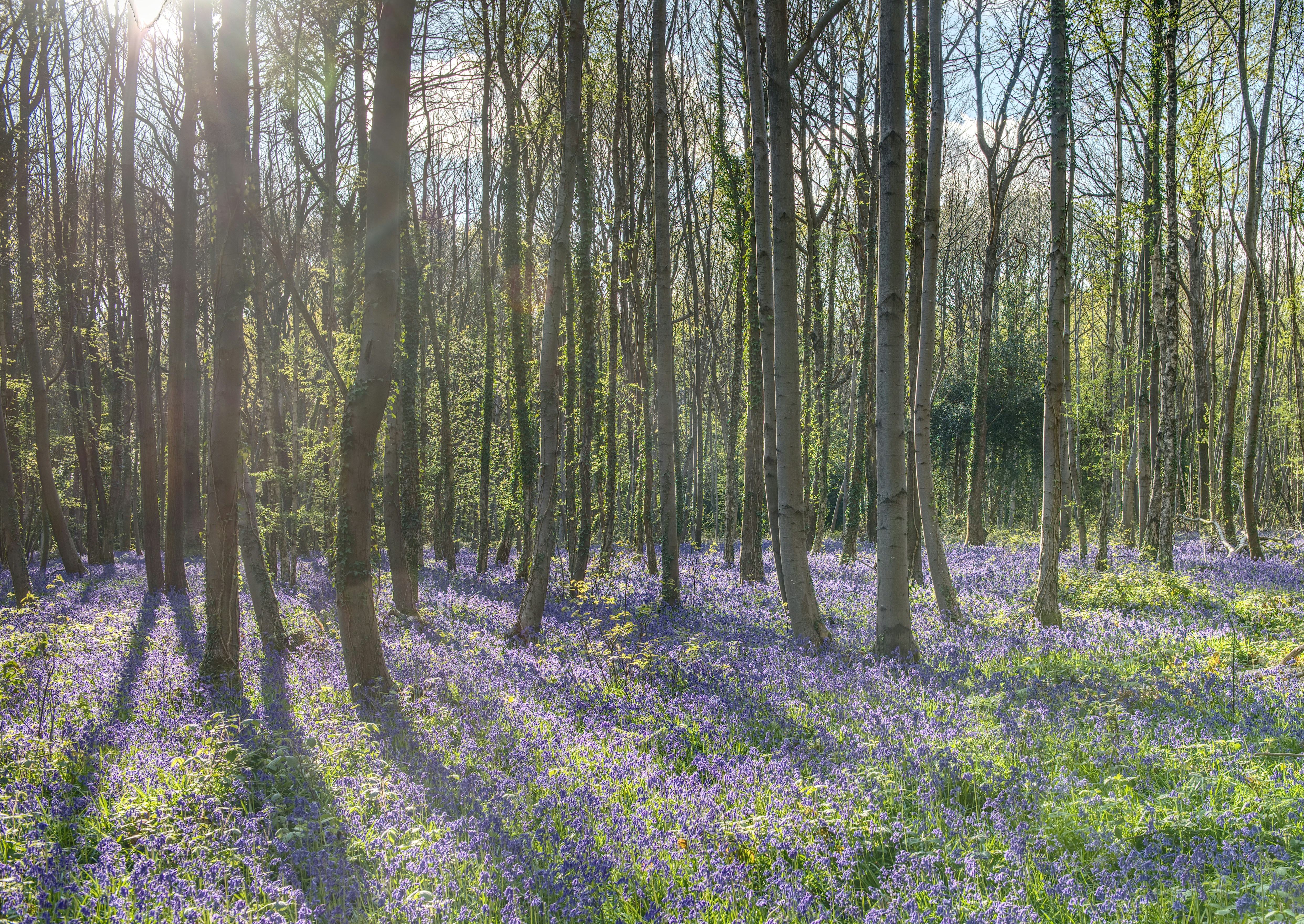 Photo by firemansword