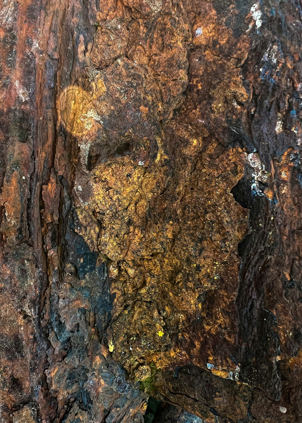 a close up of a tree bark with yellow and brown lichen