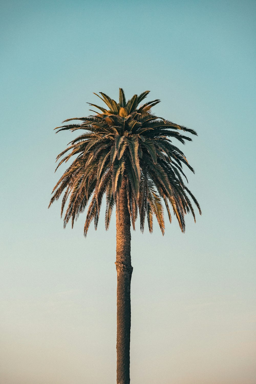 a palm tree with a blue sky in the background