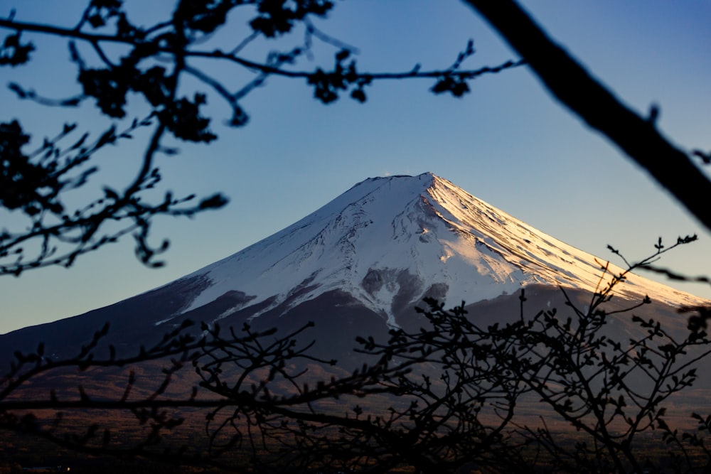 a snow covered mountain is seen through the branches of a tree