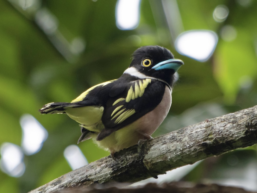 a colorful bird perched on a tree branch