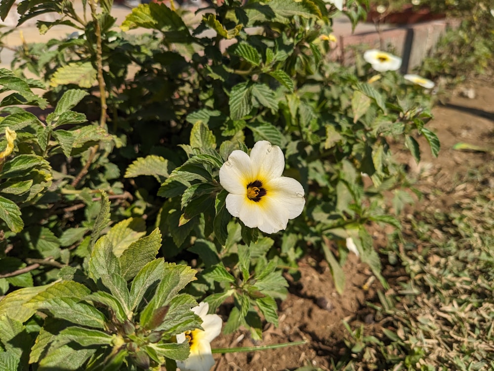 a white flower with a yellow center in a garden