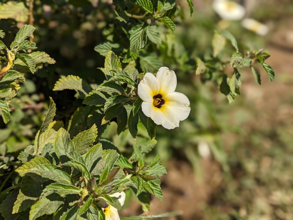 a white flower with a yellow center in a field