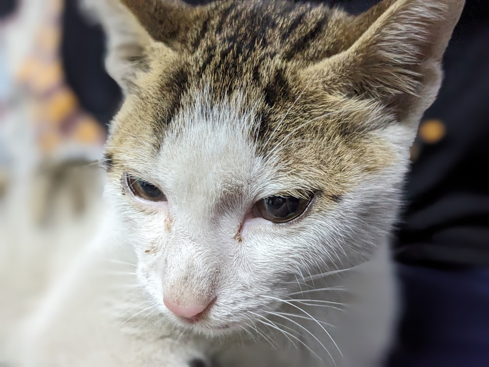 a close up of a cat with a person in the background