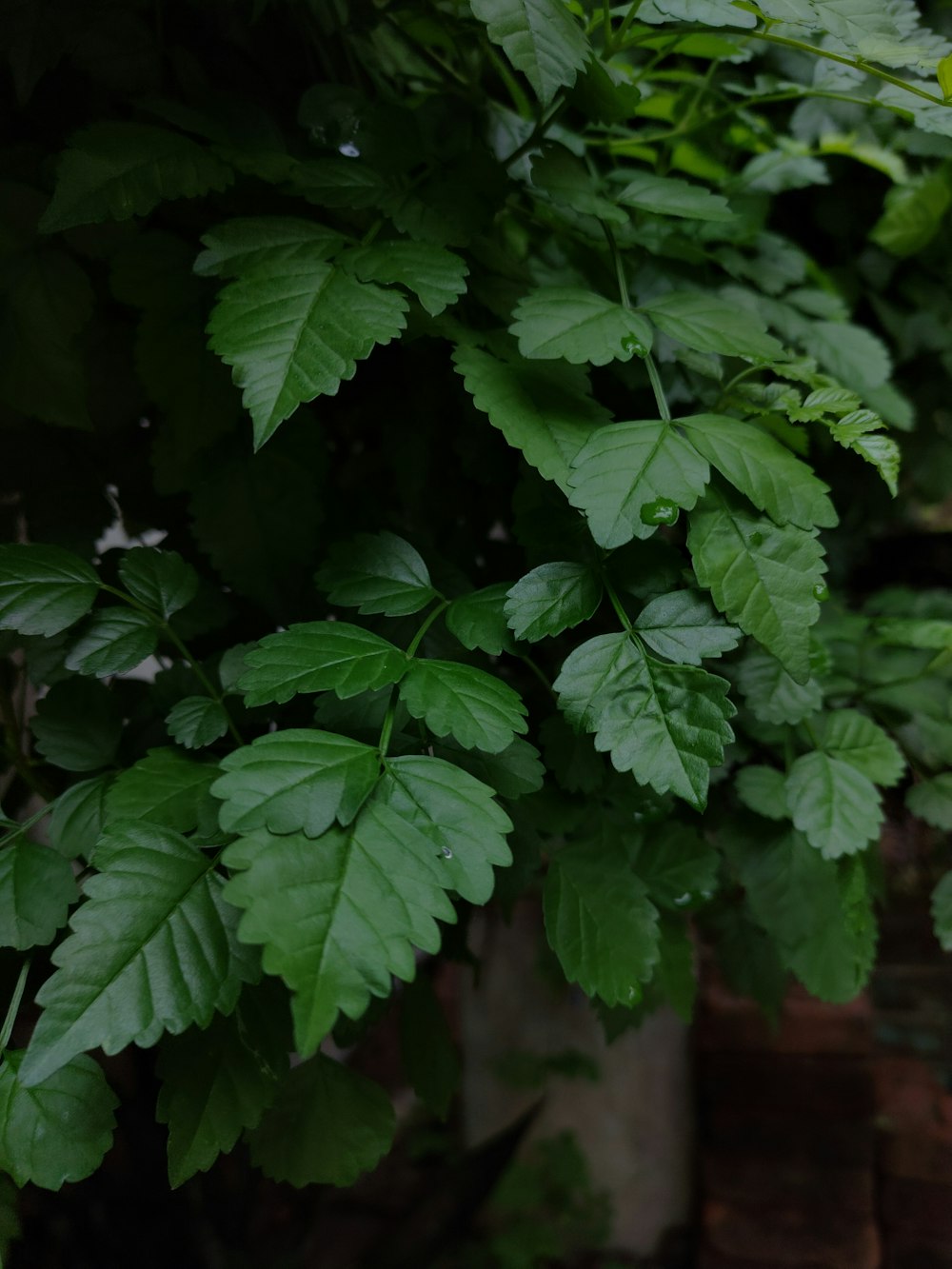 a close up of a plant with green leaves