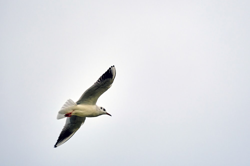 a seagull flying in the sky on a cloudy day