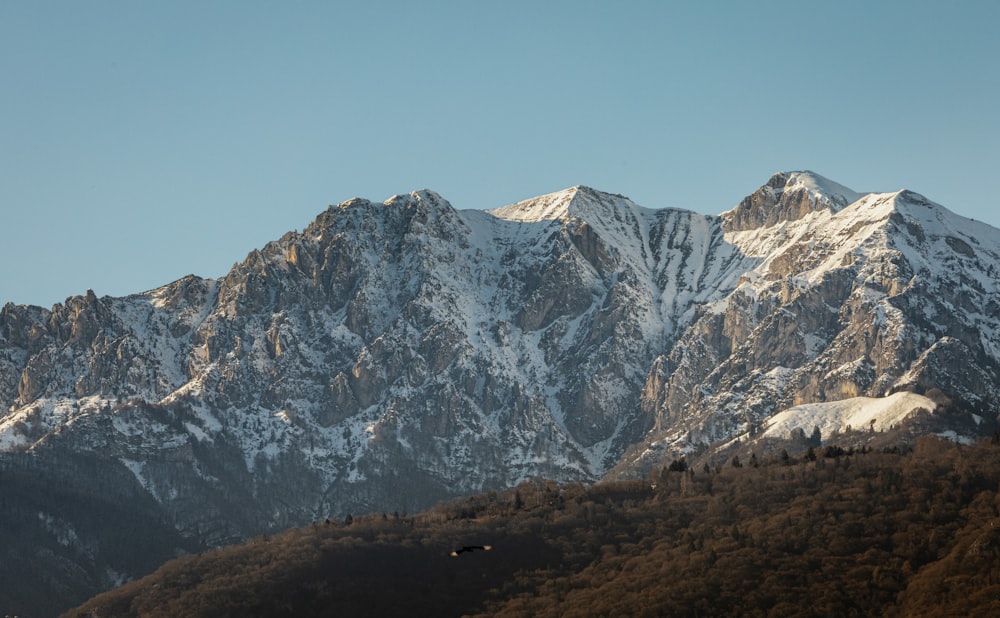 a snow covered mountain with a bird flying in the foreground