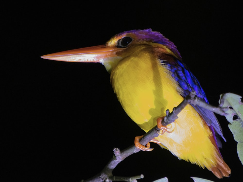 a brightly colored bird perched on a tree branch