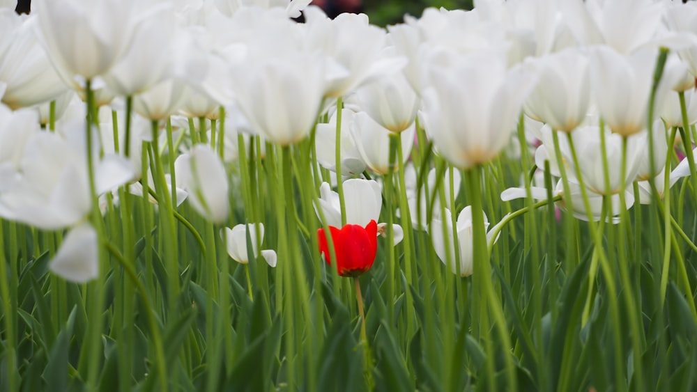 a field of white tulips with a red flower in the middle