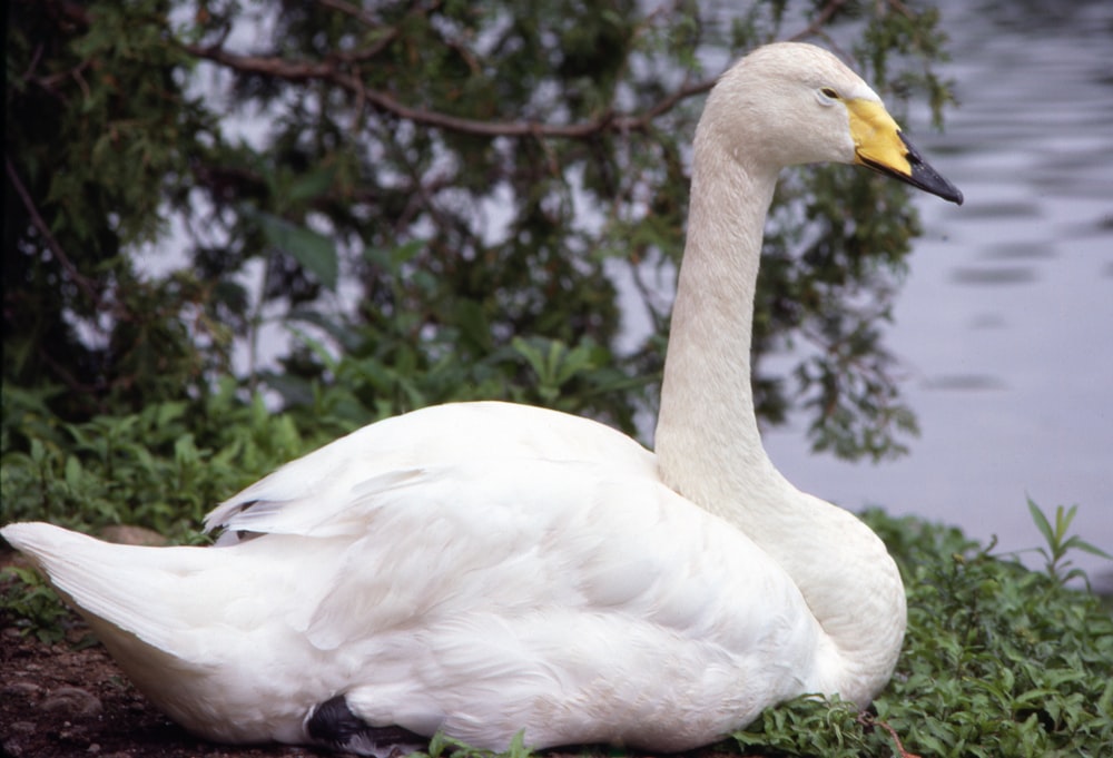 a white swan sitting on the ground next to a body of water