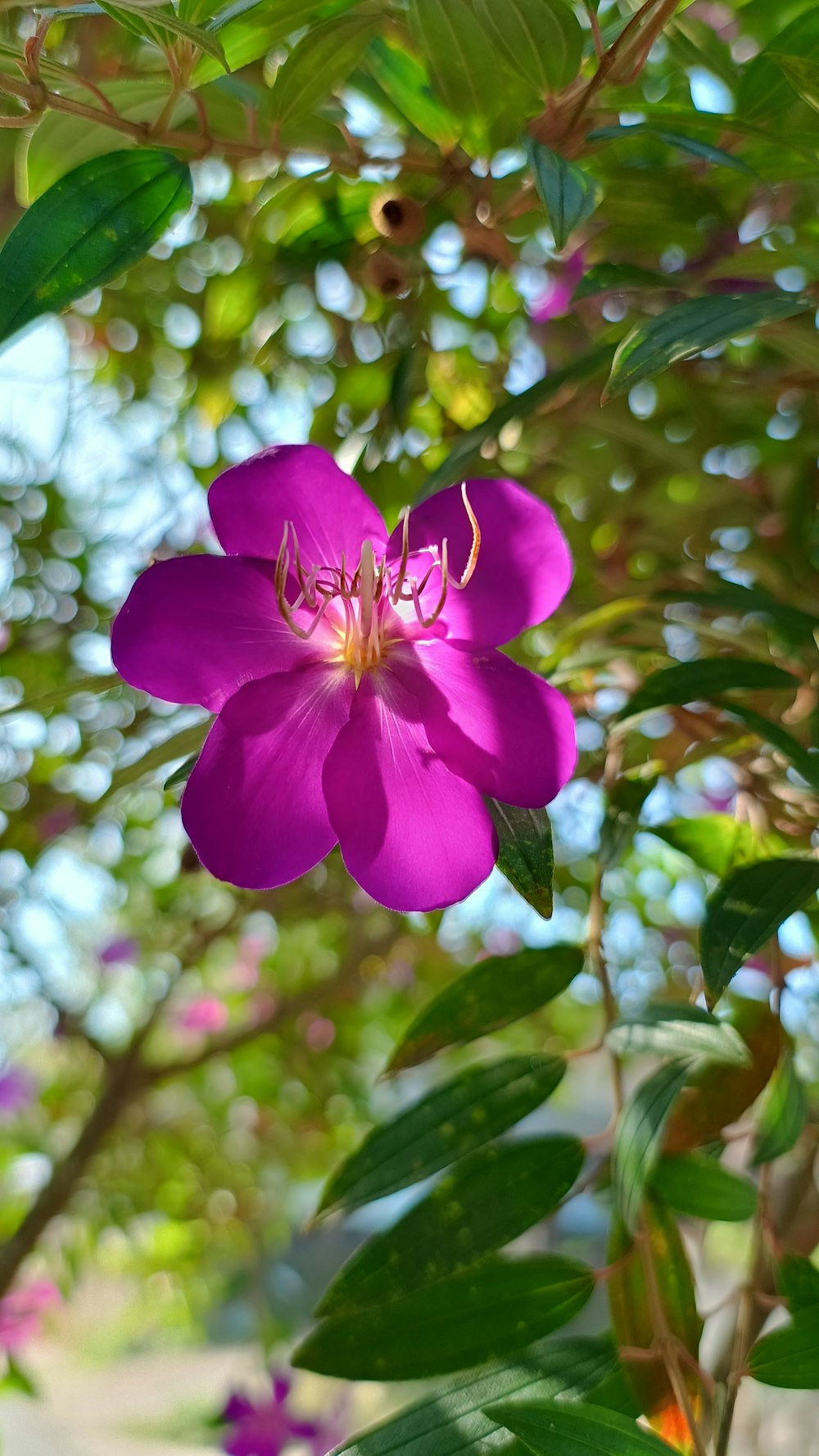 a purple flower is blooming on a tree