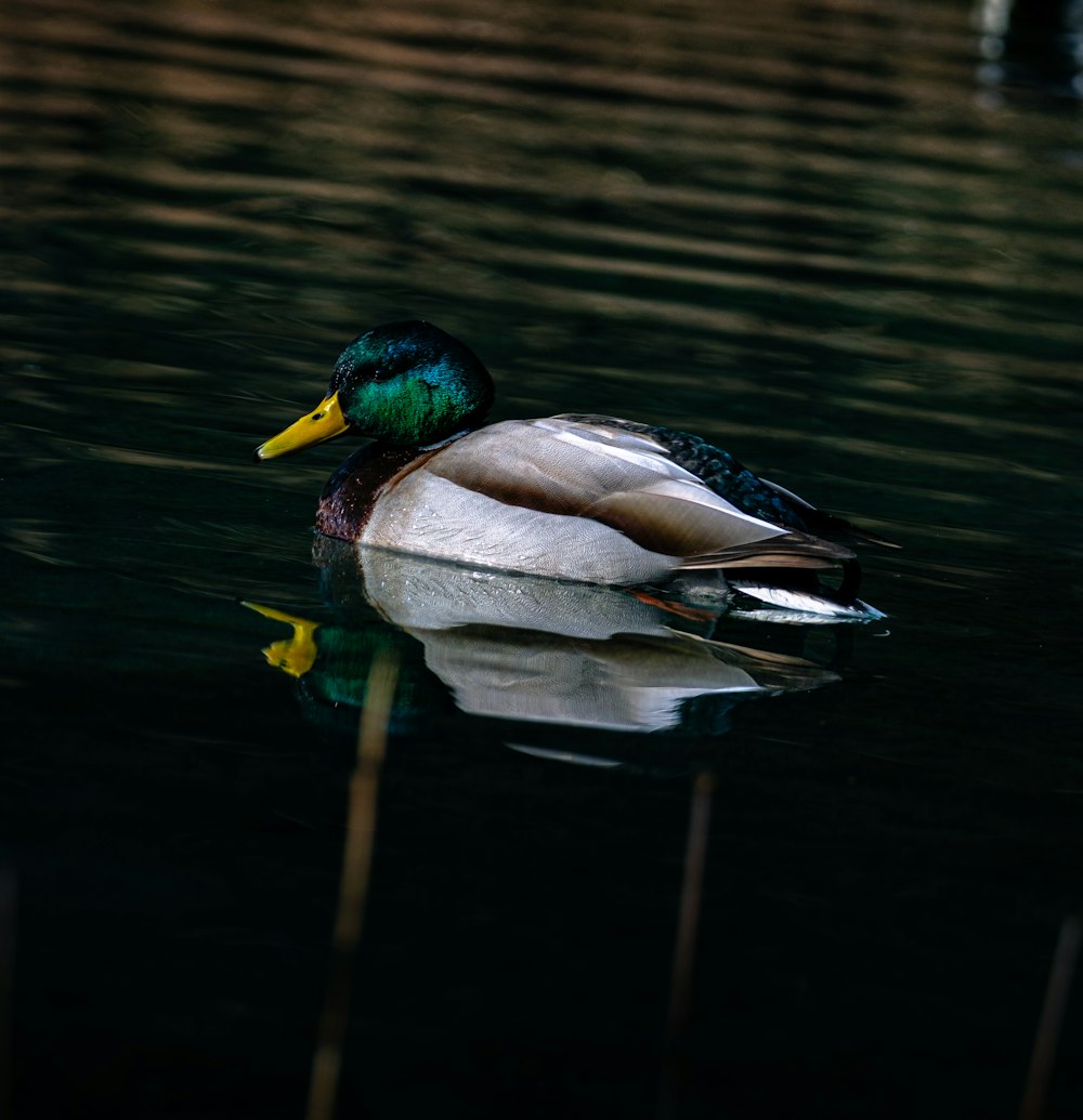 a duck floating on top of a body of water