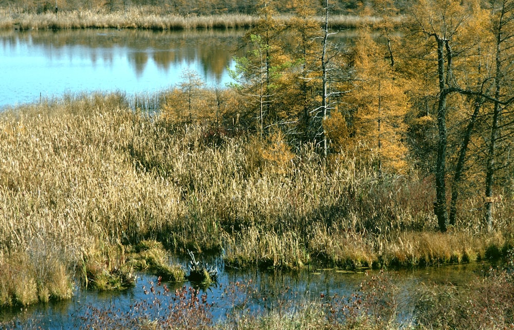 a body of water surrounded by trees and grass