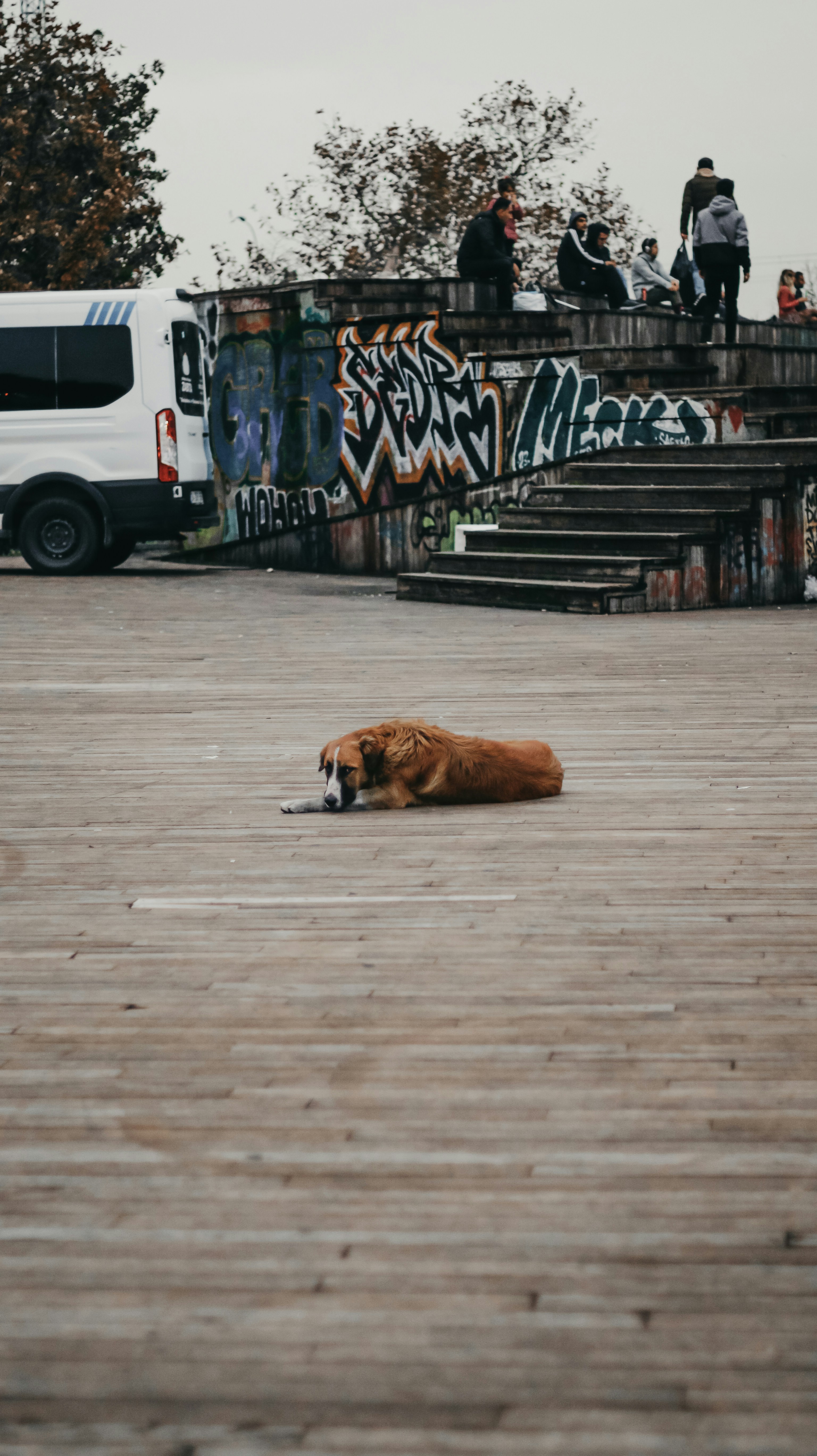 a brown dog laying on top of a wooden floor