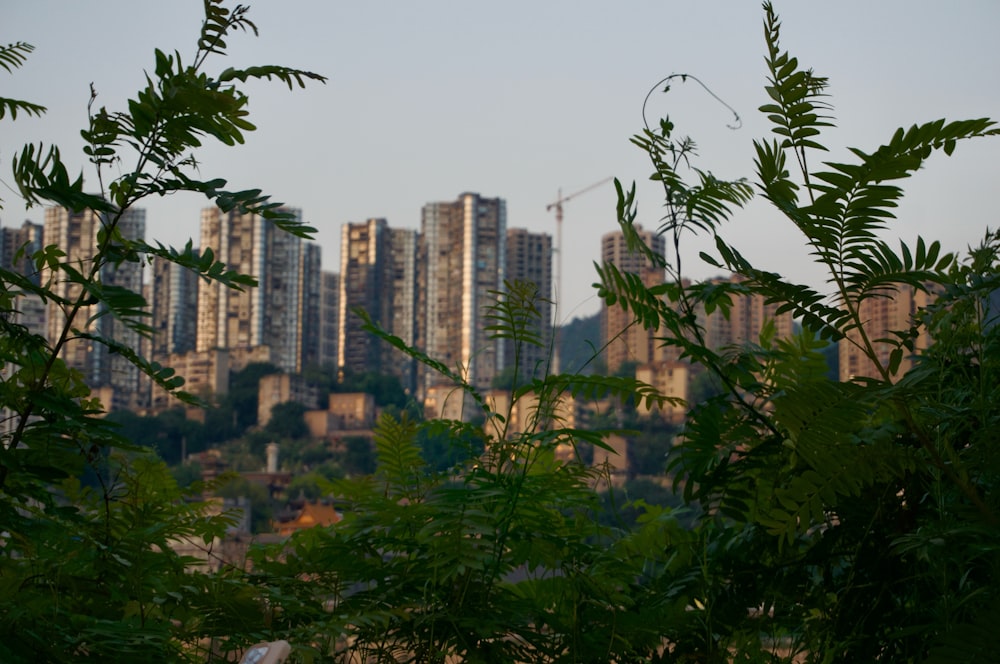 Blick auf eine Stadt mit hohen Gebäuden im Hintergrund