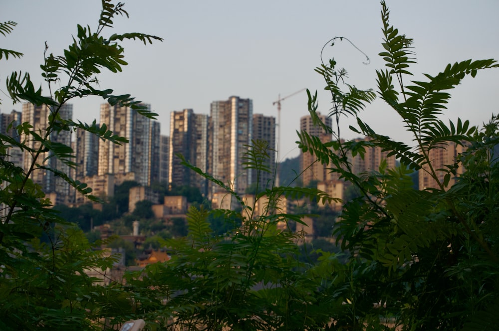 uma vista de uma cidade com edifícios altos ao fundo