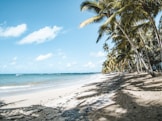 a sandy beach with palm trees and the ocean in the background