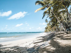 a sandy beach with palm trees and the ocean in the background