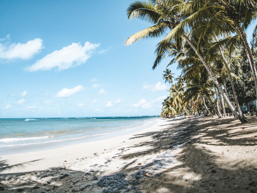 a sandy beach with palm trees and the ocean in the background