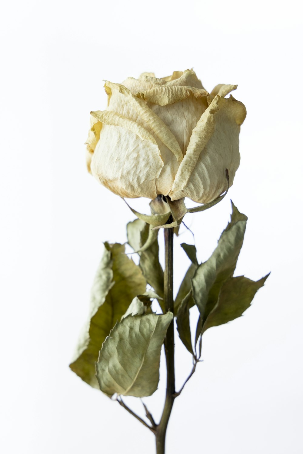 a single white rose with green leaves on a white background